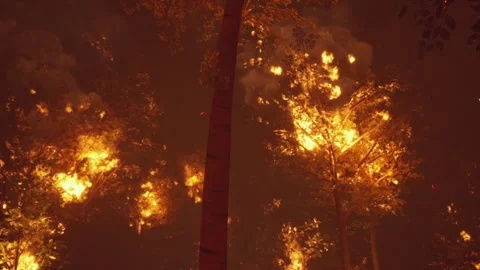 Intense flames from a massive forest fire 動画素材 242480995