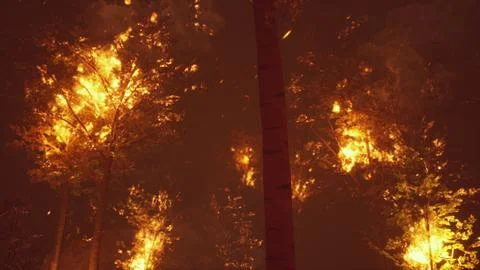 Intense flames from a massive forest fire Illustrazione stock