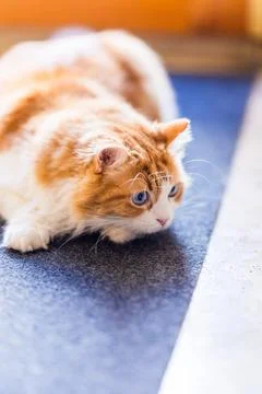 Intense Focus of a Fluffy Predator Stock Photos