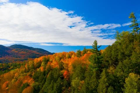 Intense Foliage Stock Photos