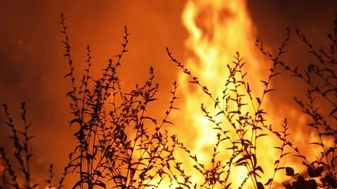 Intense Forest Fire in Brazil Stock Footage 127875790