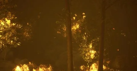 Intense forest fire rapidly spreading through dense trees during nightfall Stock Illustration