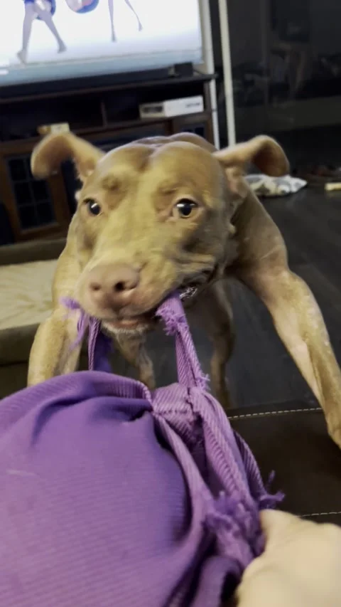 Intense Game of Tug-of-War Stock Footage 313292158