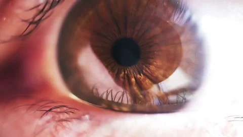 Intense gaze brown eye in macro Stock Footage 73746905