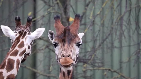 Intense Giraffe Staring and Chewing the Cud, Close Up Stock Footage 339083009