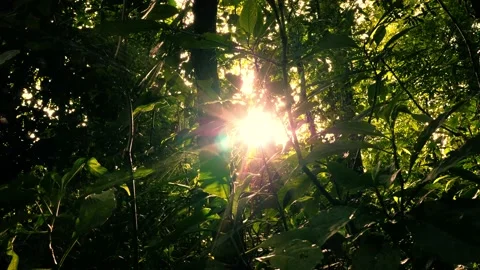 Intense golden sun peaking through jungle canopy Stock Footage