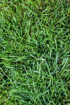 Intense grass Stock Photos