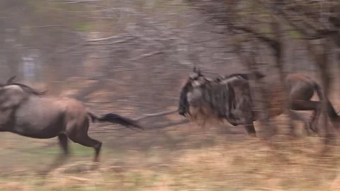 Intense handheld shot of wildebeest stampeding through trees across Serengeti Stock Footage 333628933