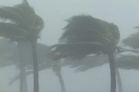 Intense Hurricane thrashes palms Stock-Footage 12692280