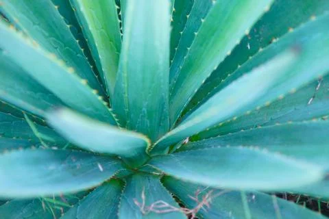 Intense Internal Aloe Spread Stock Photos