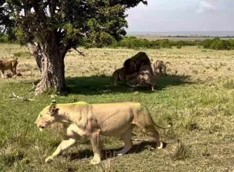Intense Lion Fight Under Tree with Loud Roaring – Dramatic Wildlife Scene Stock Footage 307871751