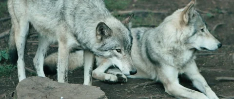 Intense look from a pair of wolves Stock Footage 168328848