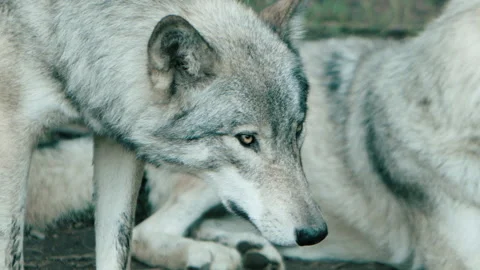 Intense look from a wolf - animals in the wild Stock Footage 168328820