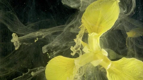 Intense macro image capturing vibrant petals and dramatic textures Stock Footage 334335061