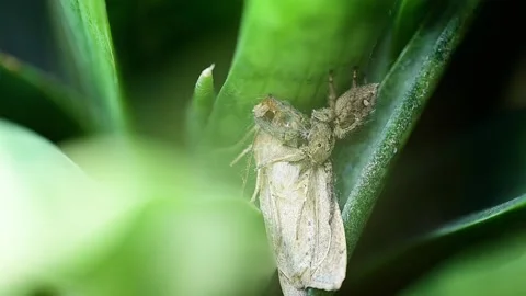 Intense macro moment as pantropical jumping spider ambushes a moth 스톡 동영상 334584572