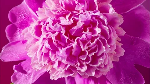 Intense macro peony center showing ruffled petals and soft highlights, Stock Footage 331284320