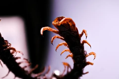 Intense macro shot showing the segmented legs and venom claws of a centipede. 스톡 사진