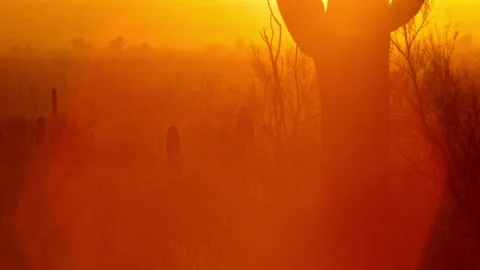 Intense Orange Sunrise Shining Through the Desert Habitat, 4k Stock Footage 149023093