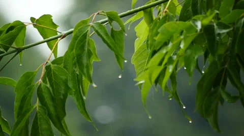 Intense rain on branches and foliage slow motion with camera movingin Stock Footage 51862911