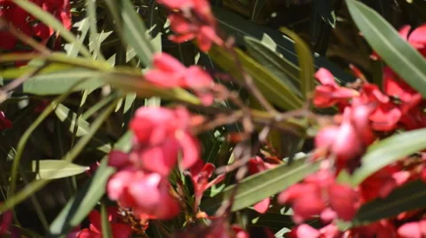 Intense Red Flowers Dancing In The Wind Stock Footage 51916436