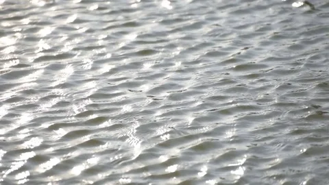 Intense ripple on the water surface Vídeos de archivo 73756291