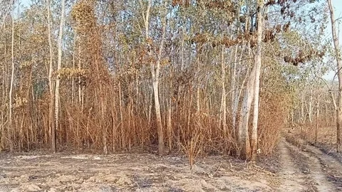Intense rubber tree forest fire Stock Footage 254254287
