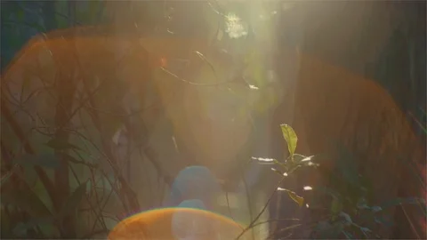 Intense shining light flaring through trees in the forest Stock Footage 107274093