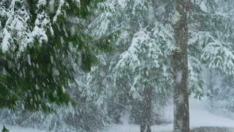 Intense slow motion snow storm against green boreal forest Stock Footage 129643423