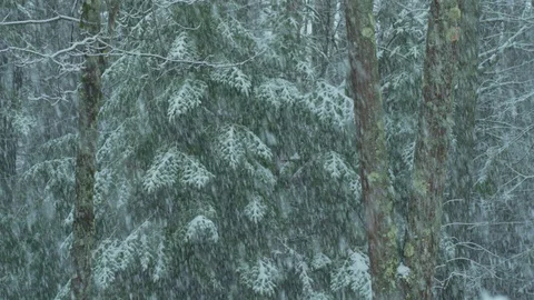 Intense slow motion snow storm against green boreal forest Stock Footage 129646932