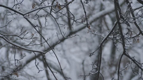 Intense snow pours from the sky the branches of the trees. Stock Footage 100887915