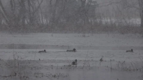 Intense snowfall in nature, 4K slomo 스톡 동영상 265250187