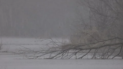 Intense snowfall in nature, 4K slomo Stock Footage 265253947