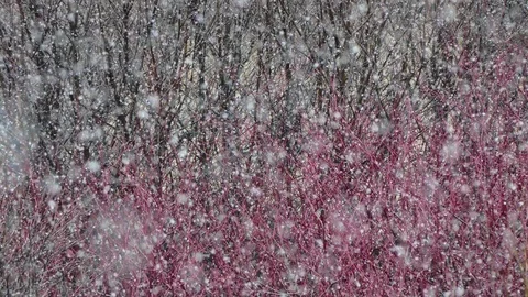 Intense snowing with red bushes in the background. Stock Footage 96431191