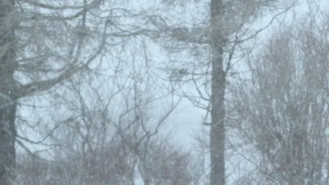 Intense snowstorm bending and rushing through trees. Stock Footage 332876365