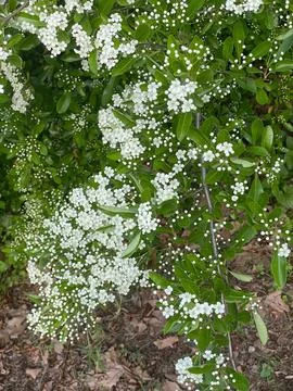 Intense spring bloom of Hawthorn Stock Photos