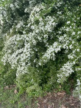 Intense spring bloom of Hawthorn Stock Photos