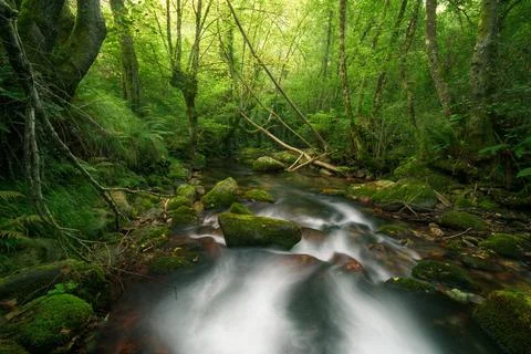 Intense spring greenery in the thicket of an oak forest crossed by a river Stock Photos