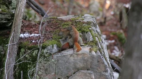 Intense Squirrel Mating Stock Footage 79590055