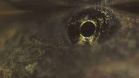 Intense stare of tadpole eye in advanced frog development stage Stock Footage 327785529
