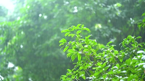 Intense Summer Downpour With Heavy Rain Falling Over Outdoor Scenery Stock Footage 333043060