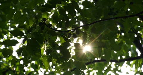 Intense Summer Sun Backlight Natural Scenery 4K 動画素材 341859667
