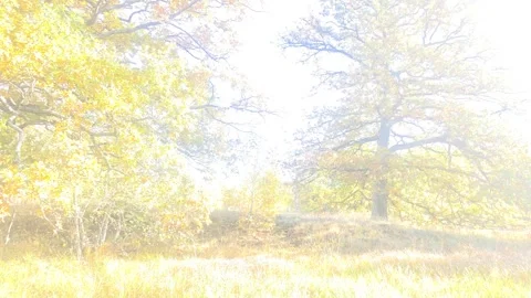Intense Sun Glaring Behind Large Green Leafy Oak Tree Stock Footage 348295118