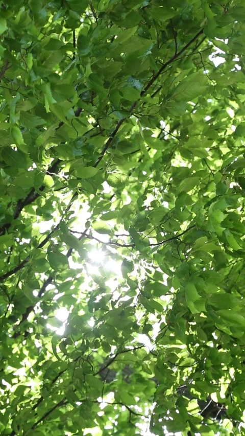 Intense sunlight bursting through dense forest canopy overhead Stock-Footage 312970223