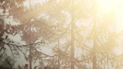 Intense sunlight penetrating pine needles Stock Illustration