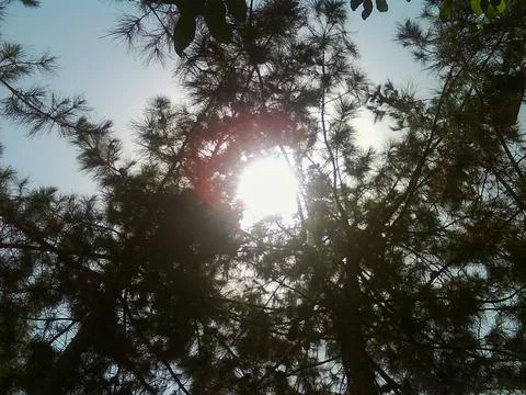 Intense sunlight streaming through tree branches Stock Photos
