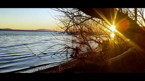 Intense Sunset Sunbeams Through Tree Branches Vidéo 344989758