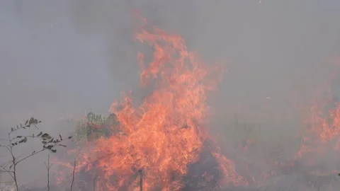 Intense Vegetation Fire Stockbeeldmateriaal 333910820