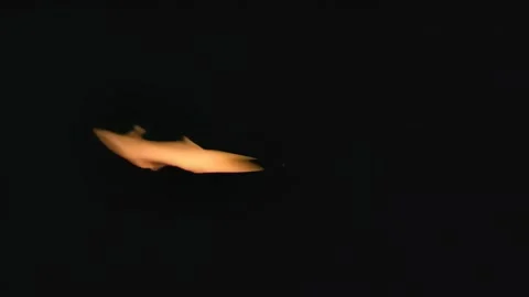 Intense White Hot Flame On Black Background Stock Footage 339301516