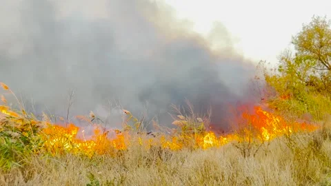 Intense wildfire outbreak, grassland destroyed by fire, thick smoke covering the Stock Footage 315532655
