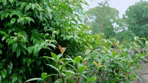 Intense Wind and Rain Battering Summer Foliage in Storm Stock Footage 341857838